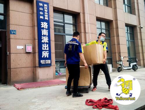 黄蚂蚁搬家现场图片 黄蚂蚁搬家现场图片
